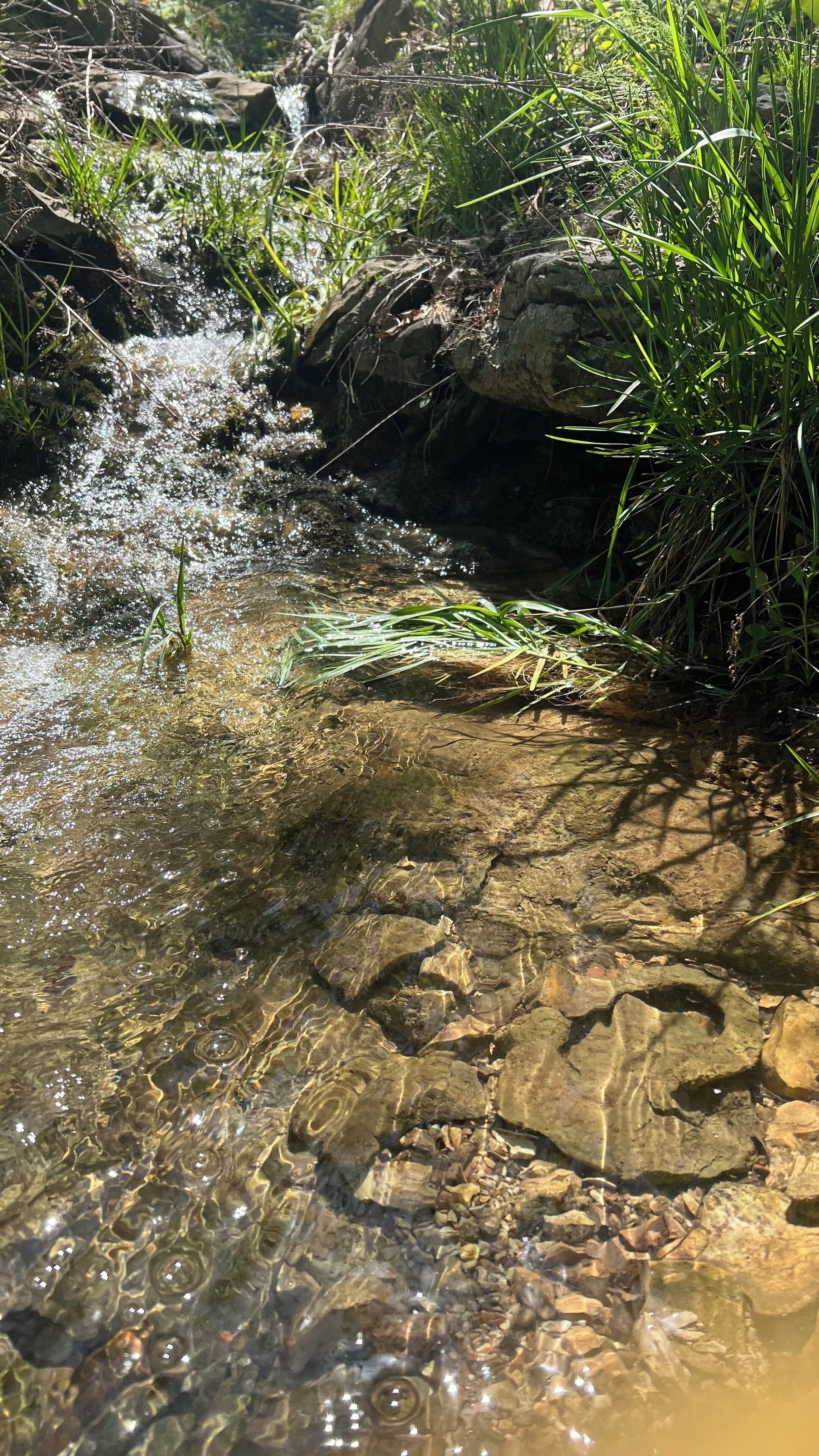 Un ruscello limpido che scorre su rocce, con la luce del sole che si riflette nell'acqua.