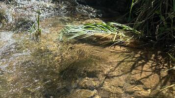 Un ruscello limpido che scorre su rocce, con la luce del sole che si riflette nell'acqua.