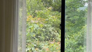 Ein Fenster mit durchscheinenden Vorhängen, durch das dichter Bewuchs im Außenbereich sichtbar ist.