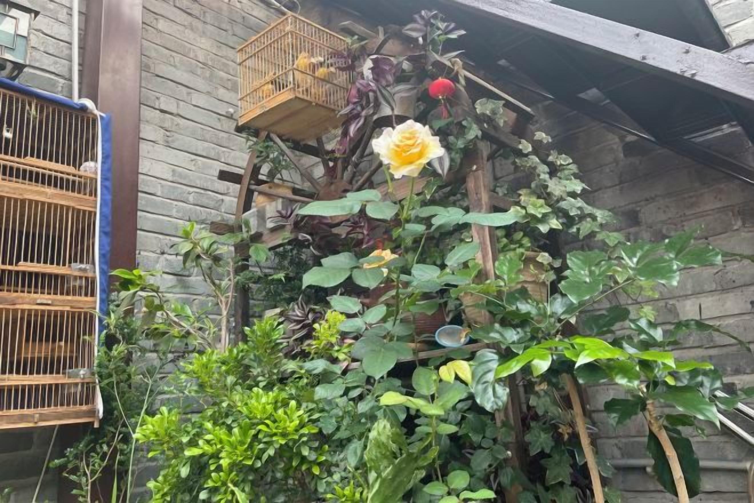 Una estructura de madera con una planta trepadora y una flor amarilla.