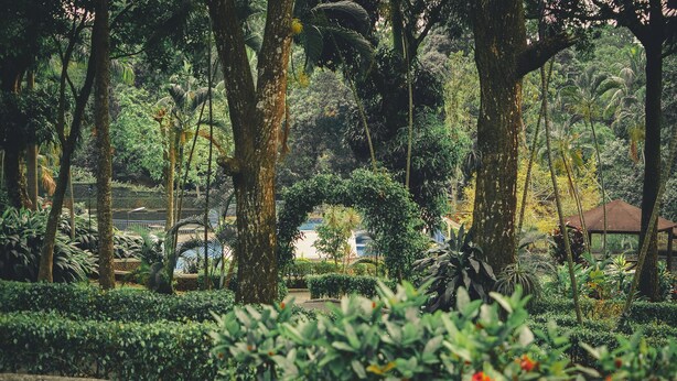 Un exuberante jardín con varios árboles y plantas, un sendero y un pabellón al fondo.