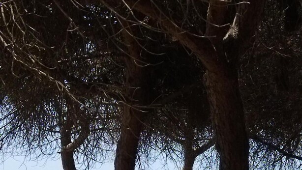 Une plage bordée d’arbres, offrant une vue dégagée sur l’océan.