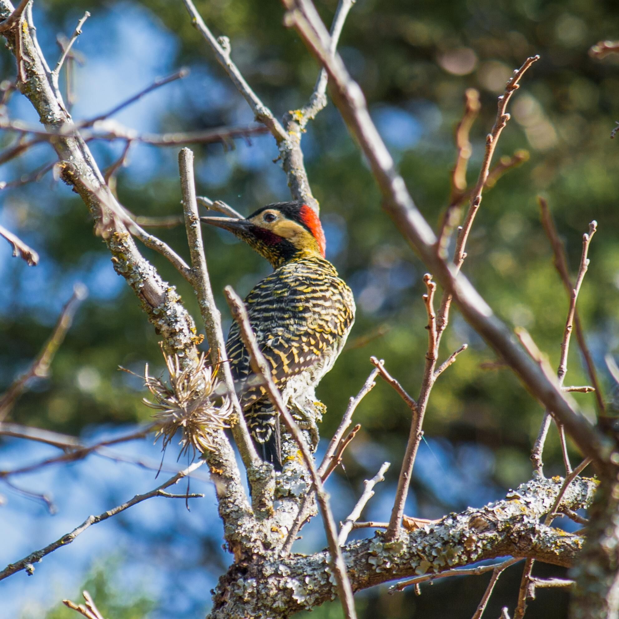 A bird perched on a branch with lichen, surrounded by bare tree branches.
