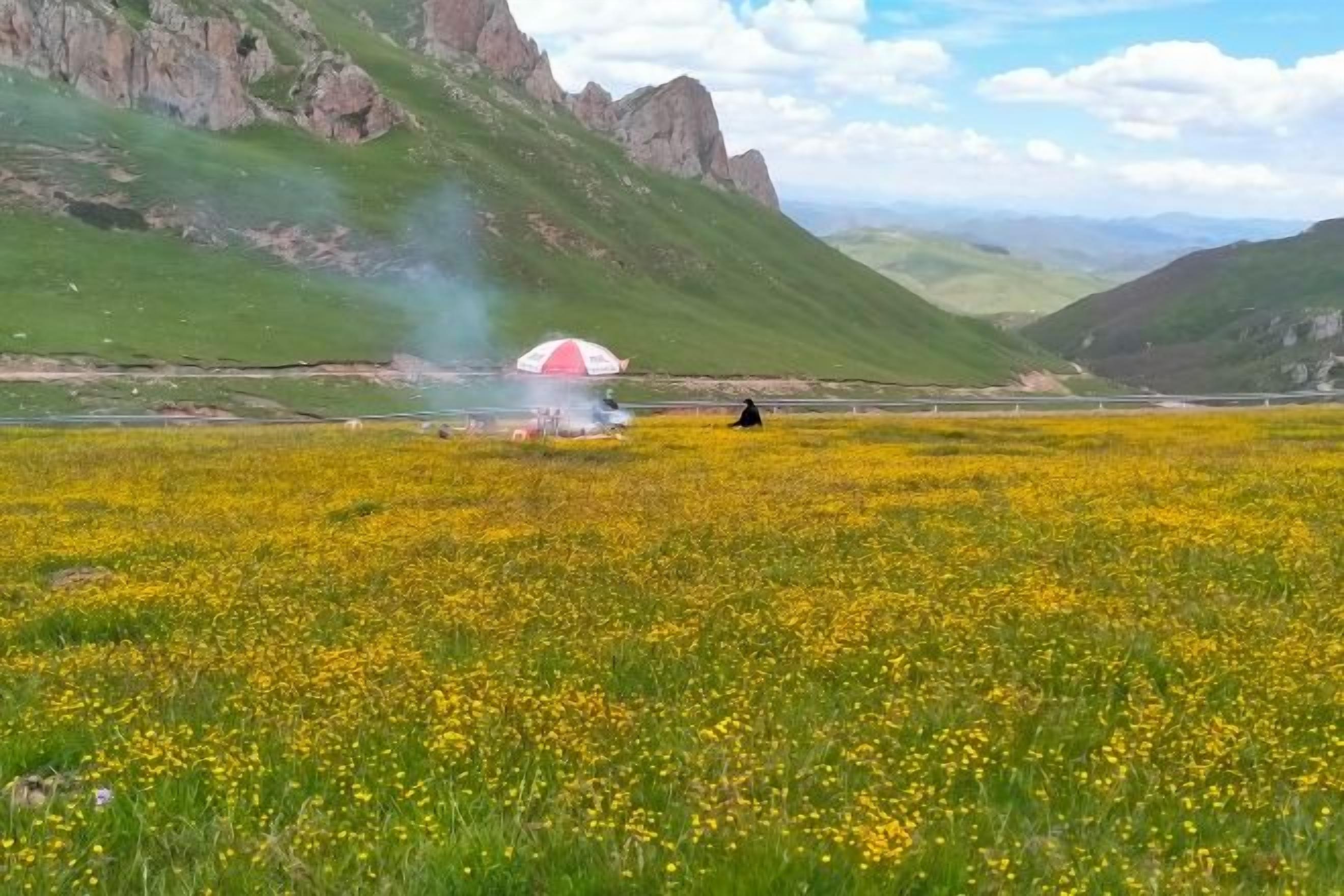 A field with yellow flowers and a tent in the distance.