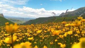 Ein Feld voller gelber Blüten mit Bergen im Hintergrund.