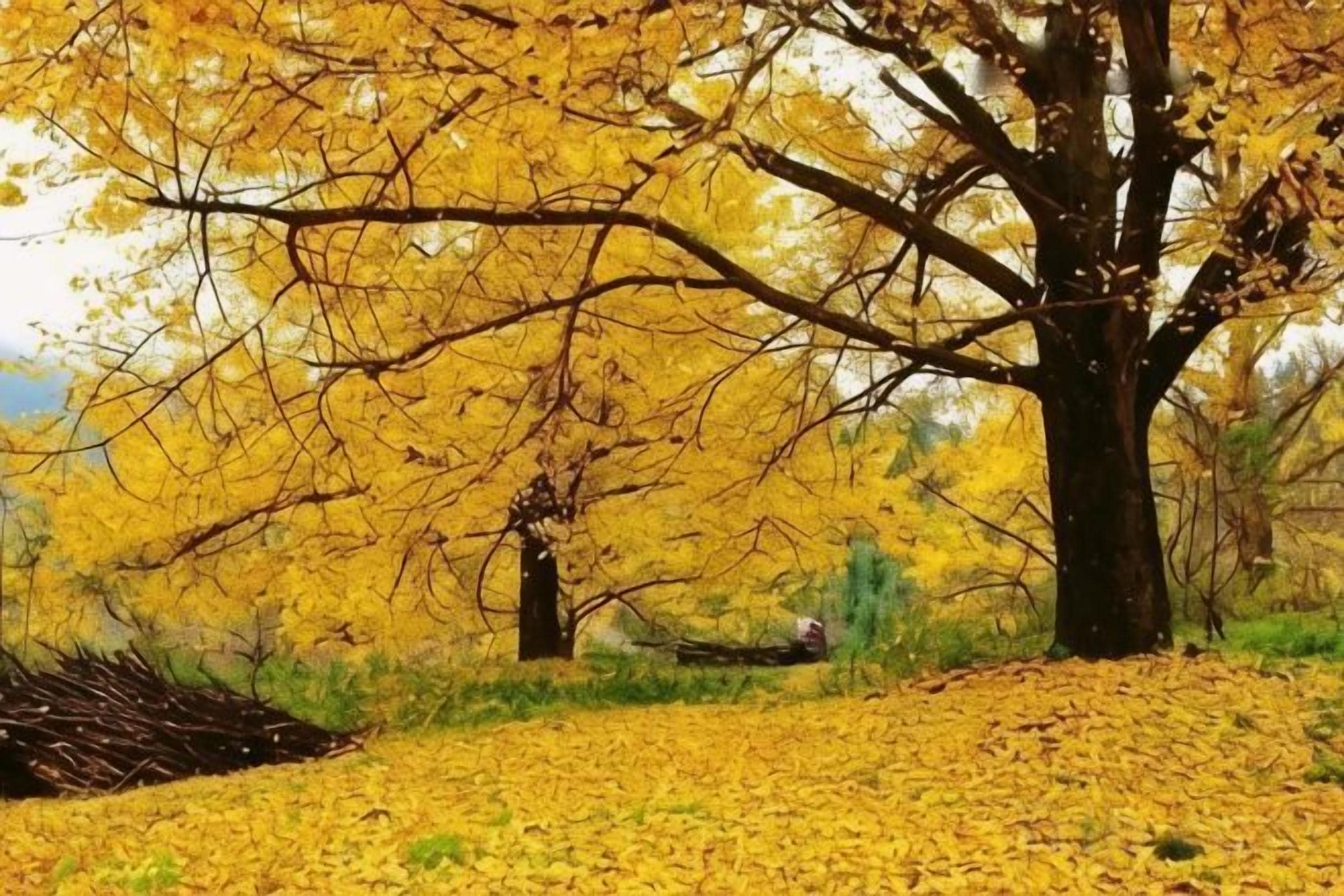 A tree with yellow leaves in a park setting.
