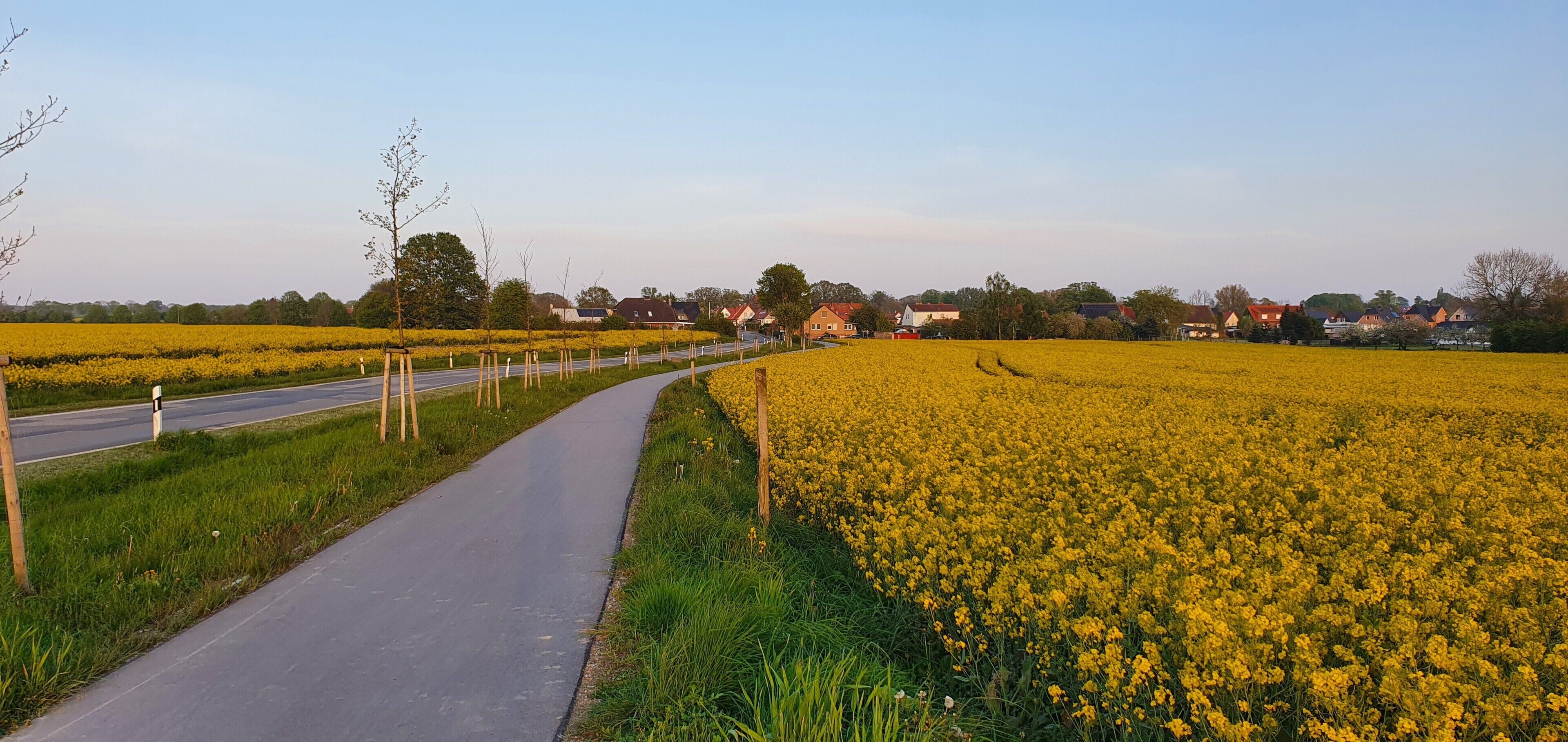 Une route de campagne bordée de champs de fleurs jaunes de chaque côté, avec des maisons visibles au loin.