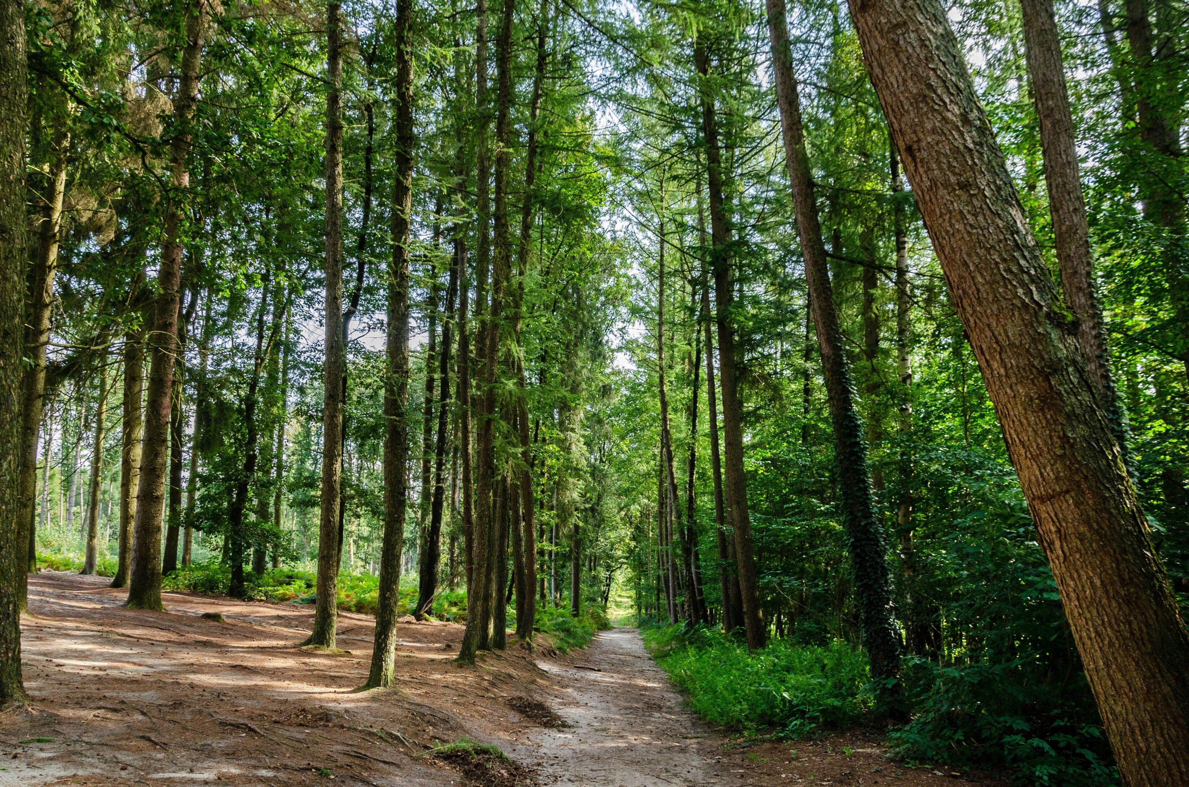 A forested area with a dirt path.