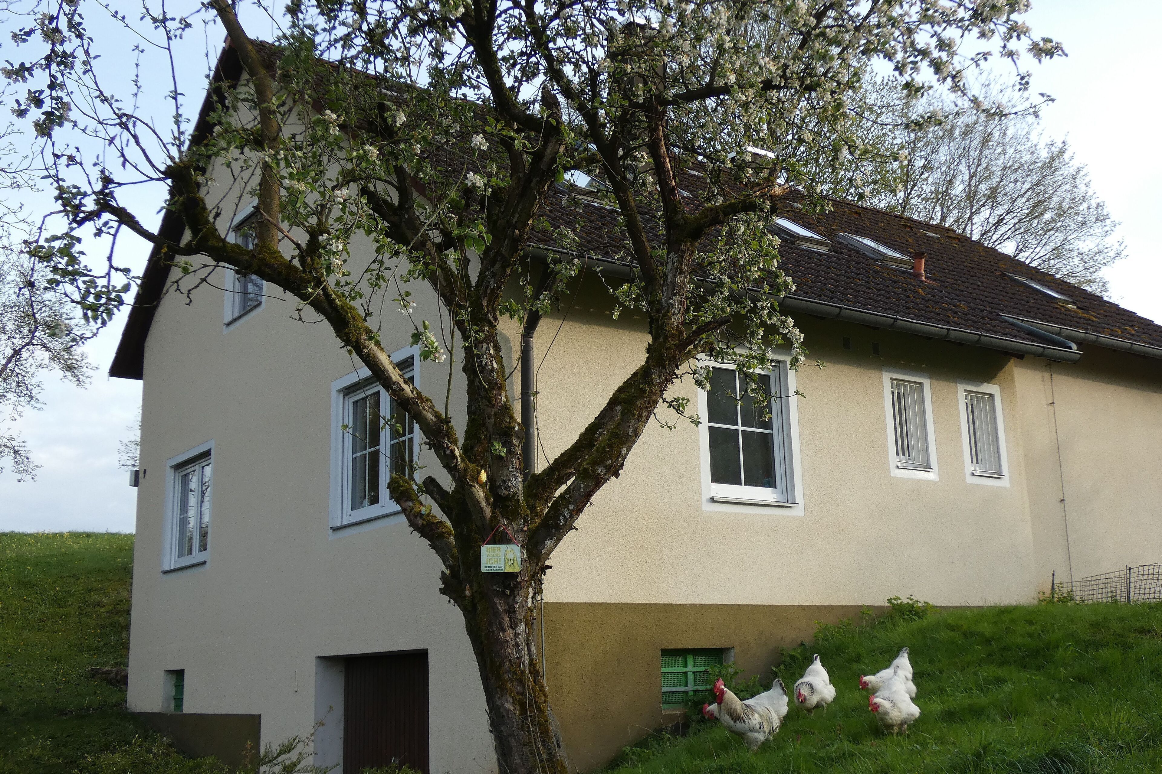 Weisses Huhn grüßt seine Gäste