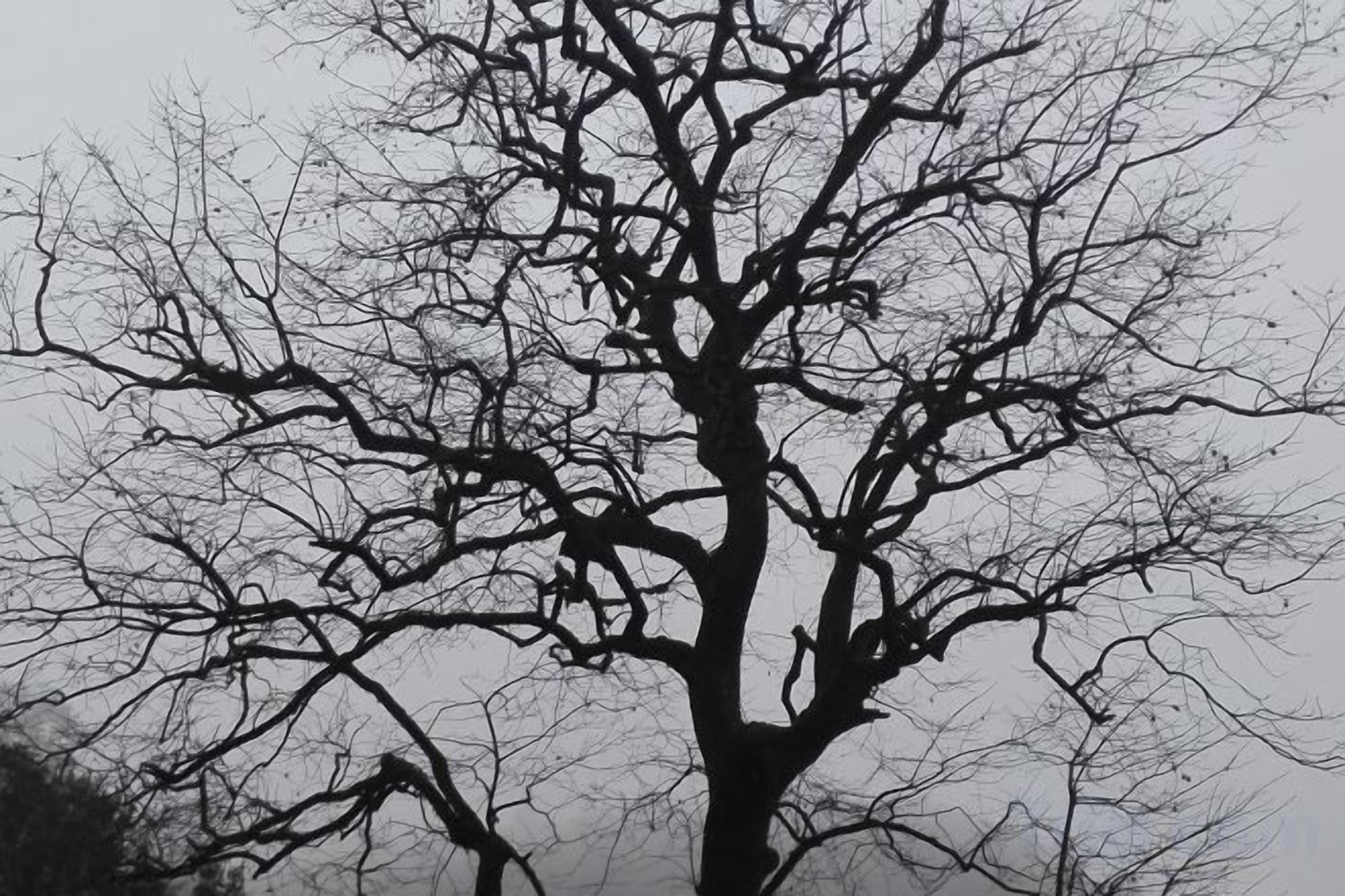 A tree with a complex branching structure.