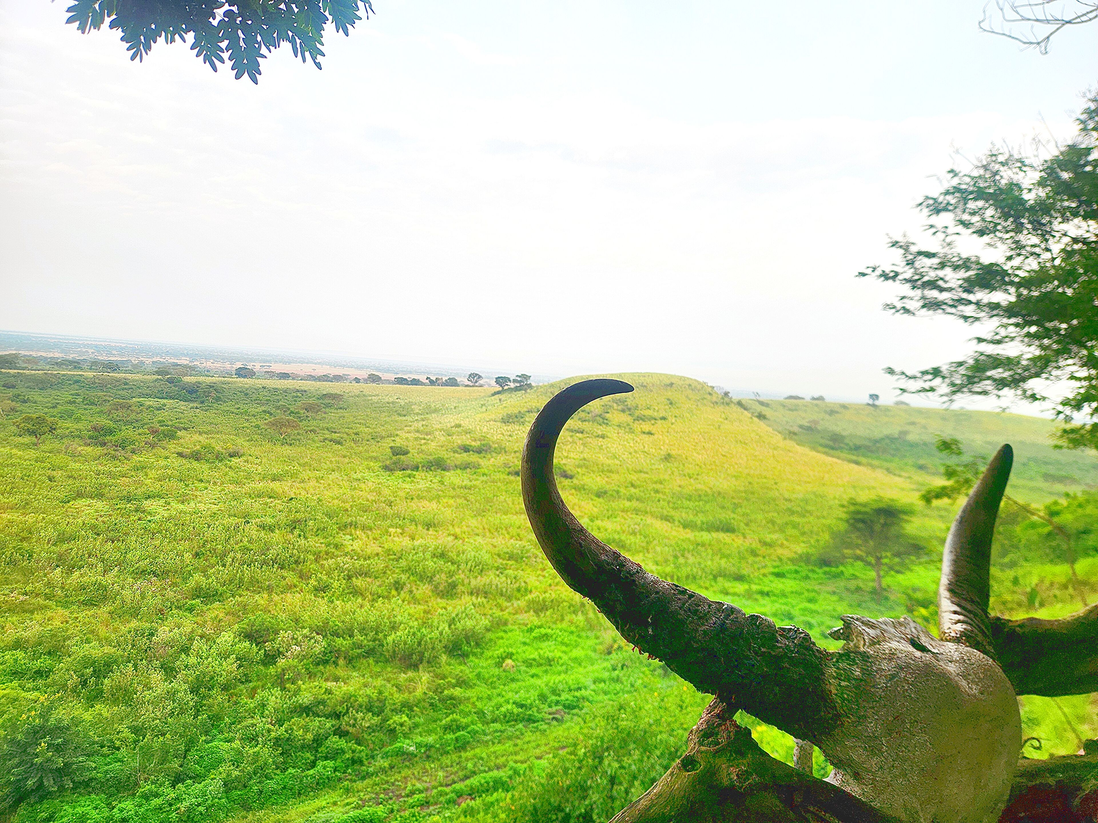 A landscape with a prominent horn structure in the foreground.