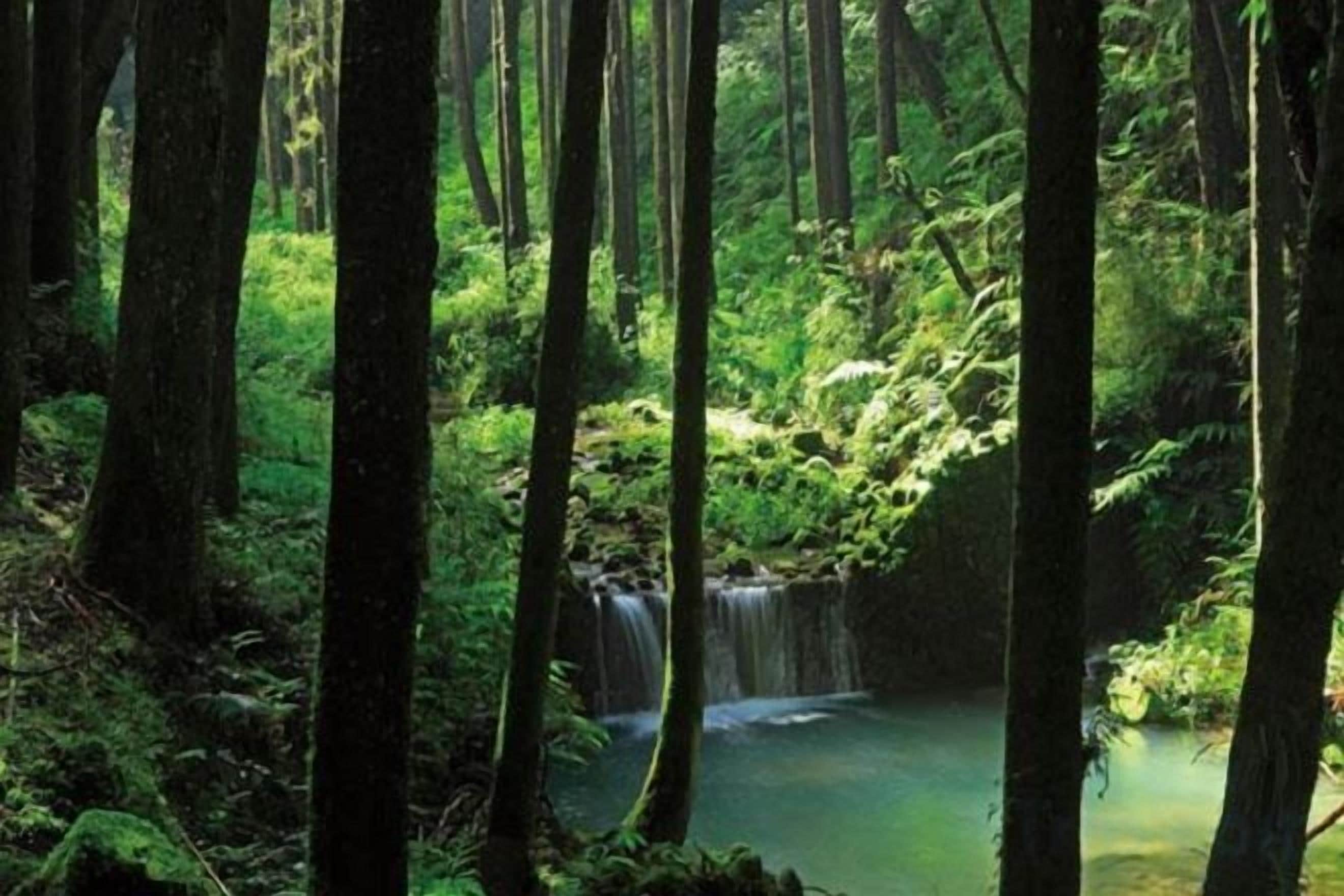 Une zone boisée avec une cascade et un plan d’eau aux eaux claires.