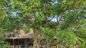 A rustic wooden deck leading to a thatched-roof hut surrounded by lush greenery. - Topi Lodge (Kihihi)