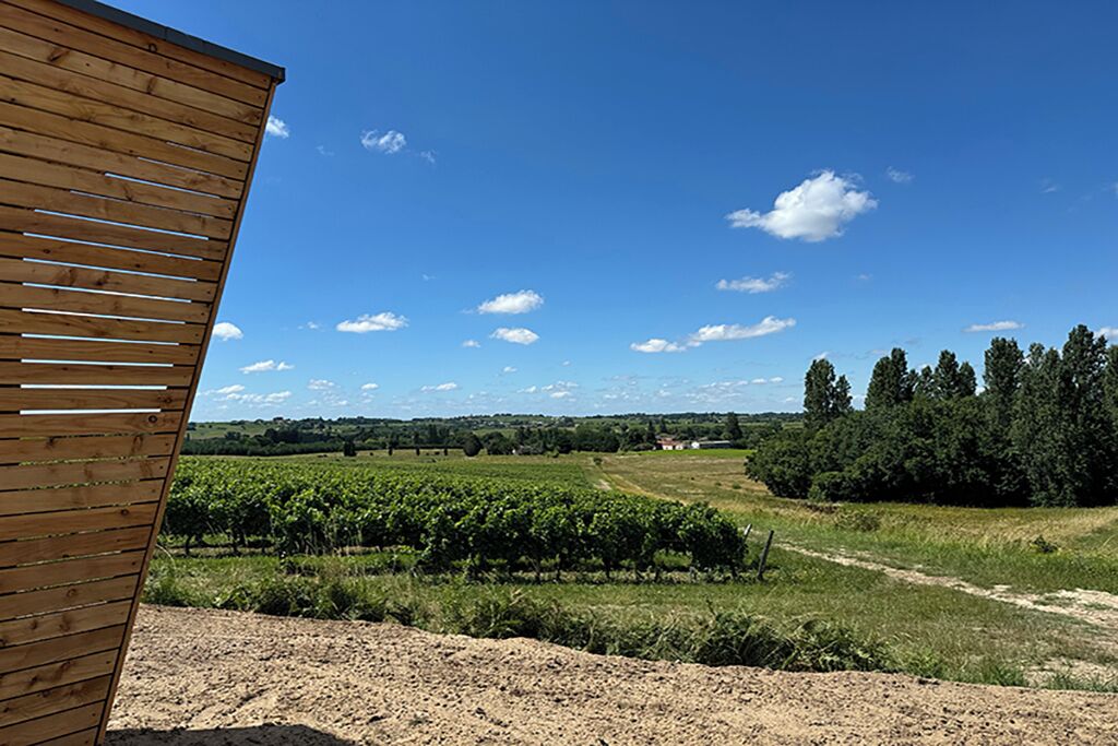 En vingård med rækker af vinranker under en klar blå himmel.