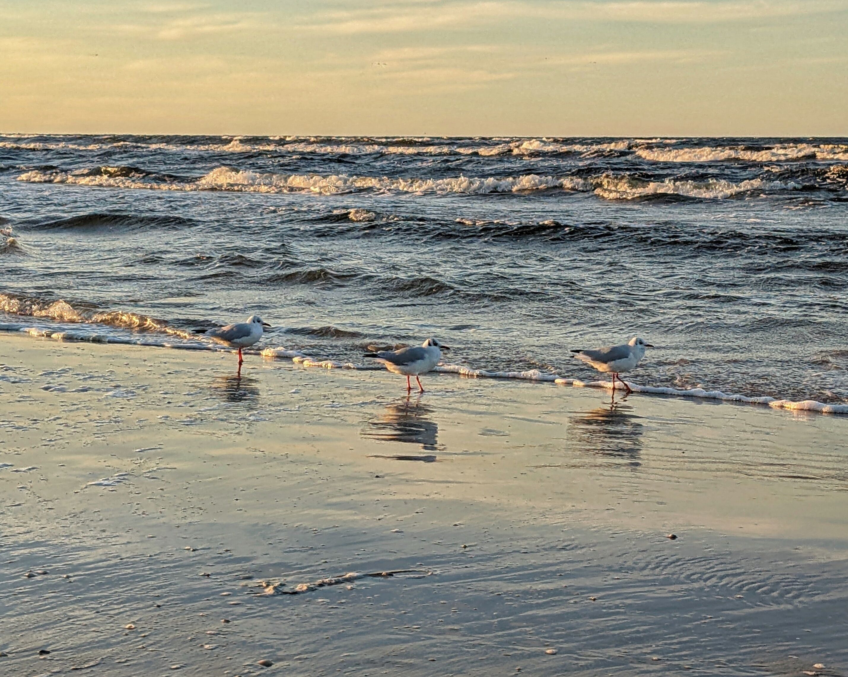 Drie meeuwen op een strand, met golven op de achtergrond.