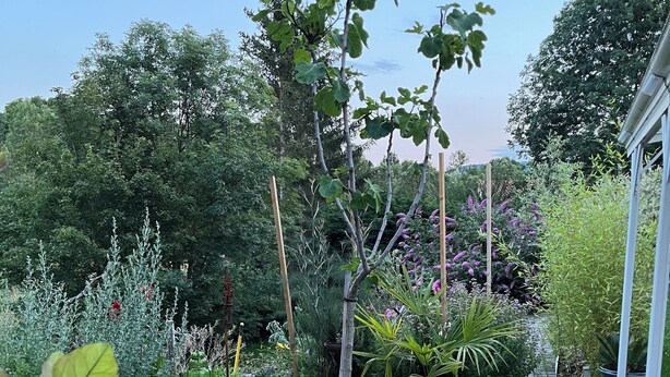 A garden with various plants and a gravel path. - Jade room (Rosières)