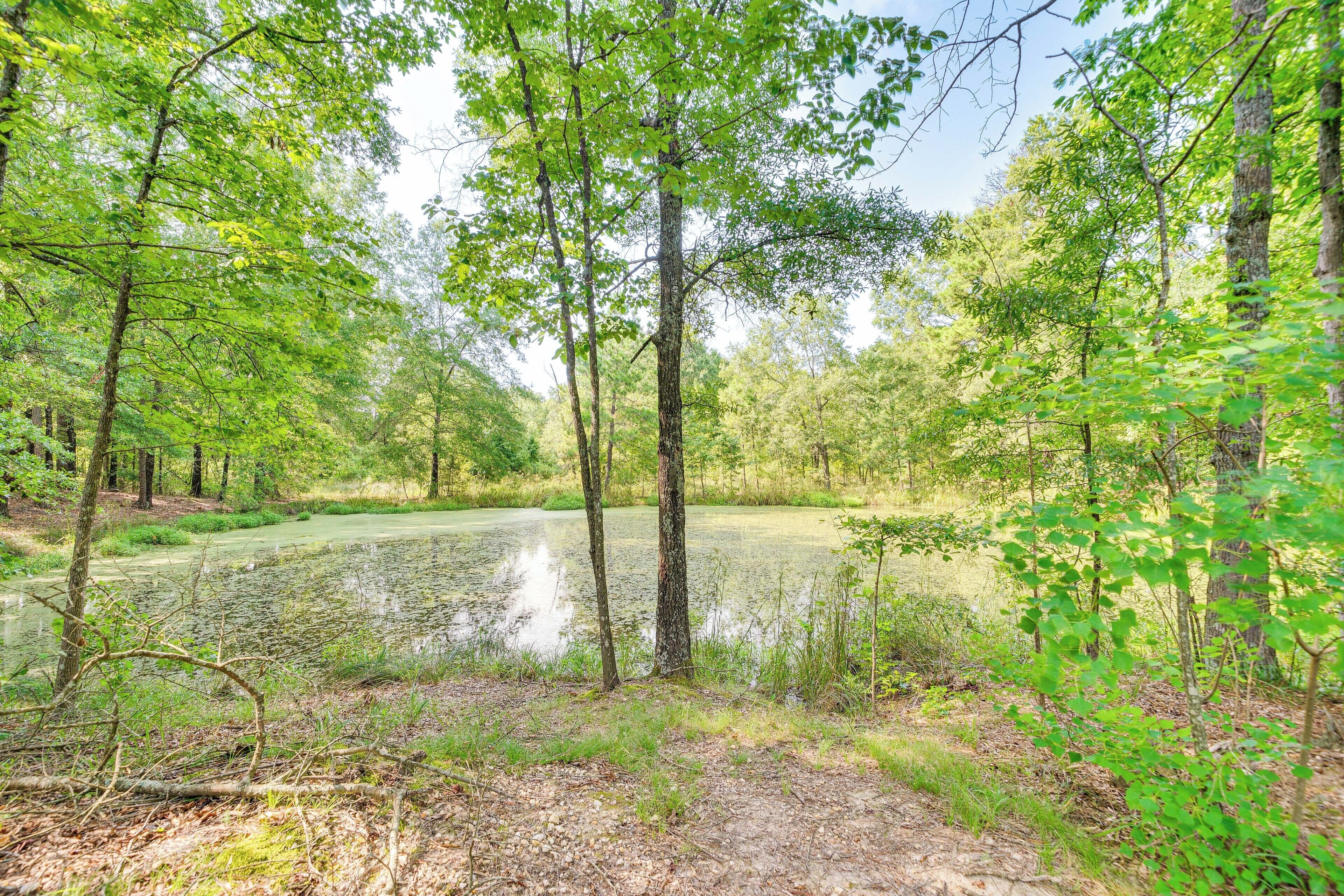 A forested area with a pond surrounded by trees and vegetation.