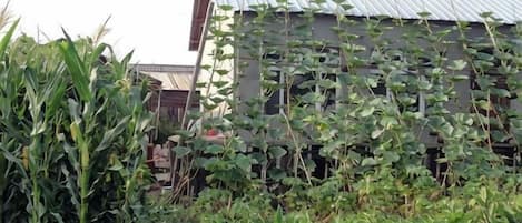 A building with a corrugated metal roof, surrounded by dense vegetation including corn plants.