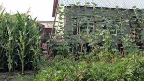 A building with a metal roof, surrounded by corn plants and other vegetation. - Taoran Farmhouse (Mohe)