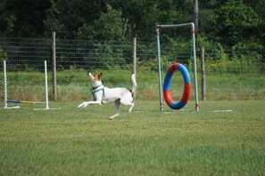 Pet-friendly