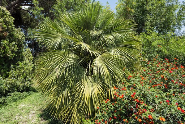 Property grounds - La Quercia: apartment with pool, garden, parking, WiFi, pets allowed (Pescia Romana)