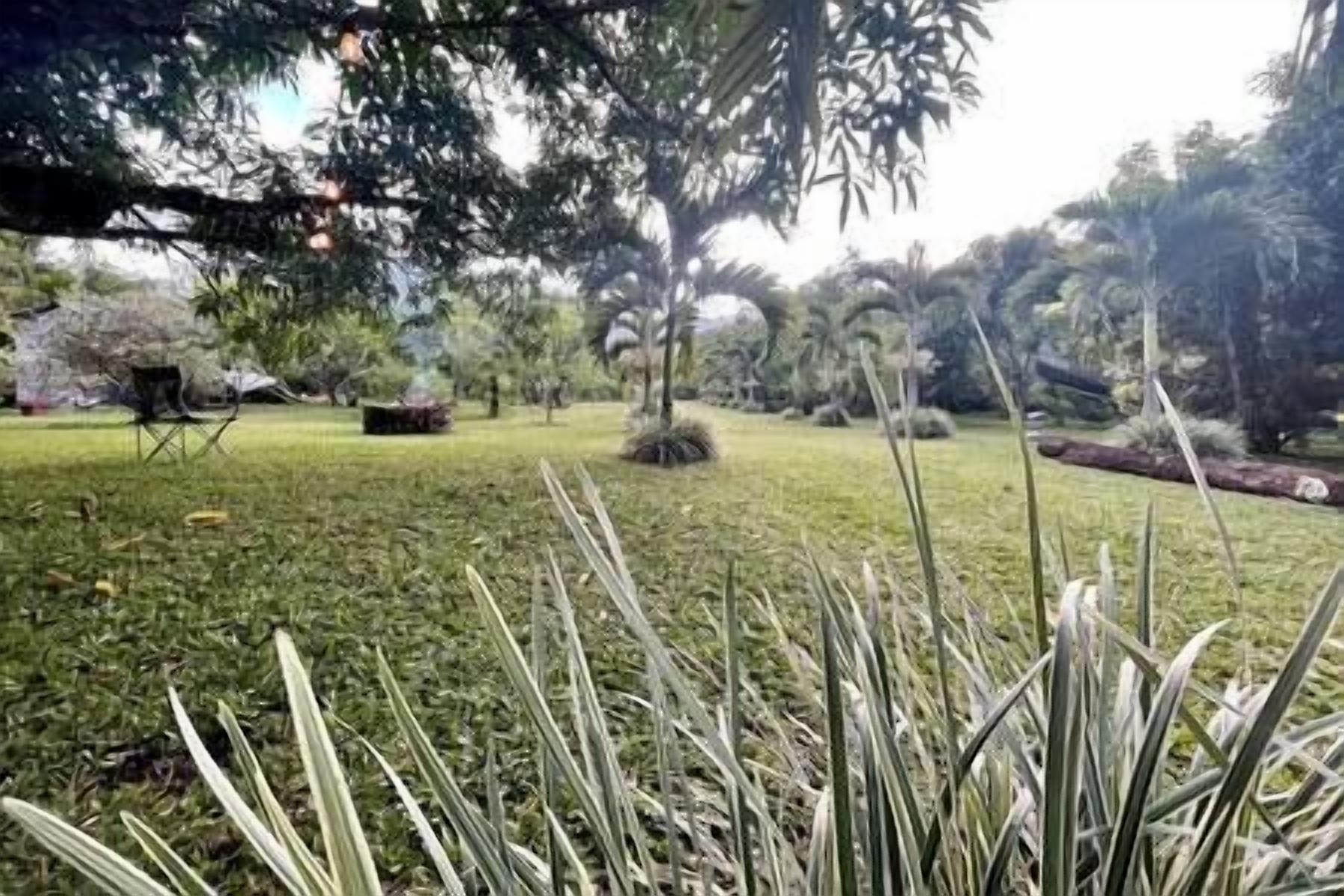 Un jardín con diversas plantas y árboles, entre ellos palmeras y un césped.