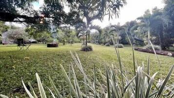 Un jardín con diversas plantas y árboles, entre ellos palmeras y un césped.