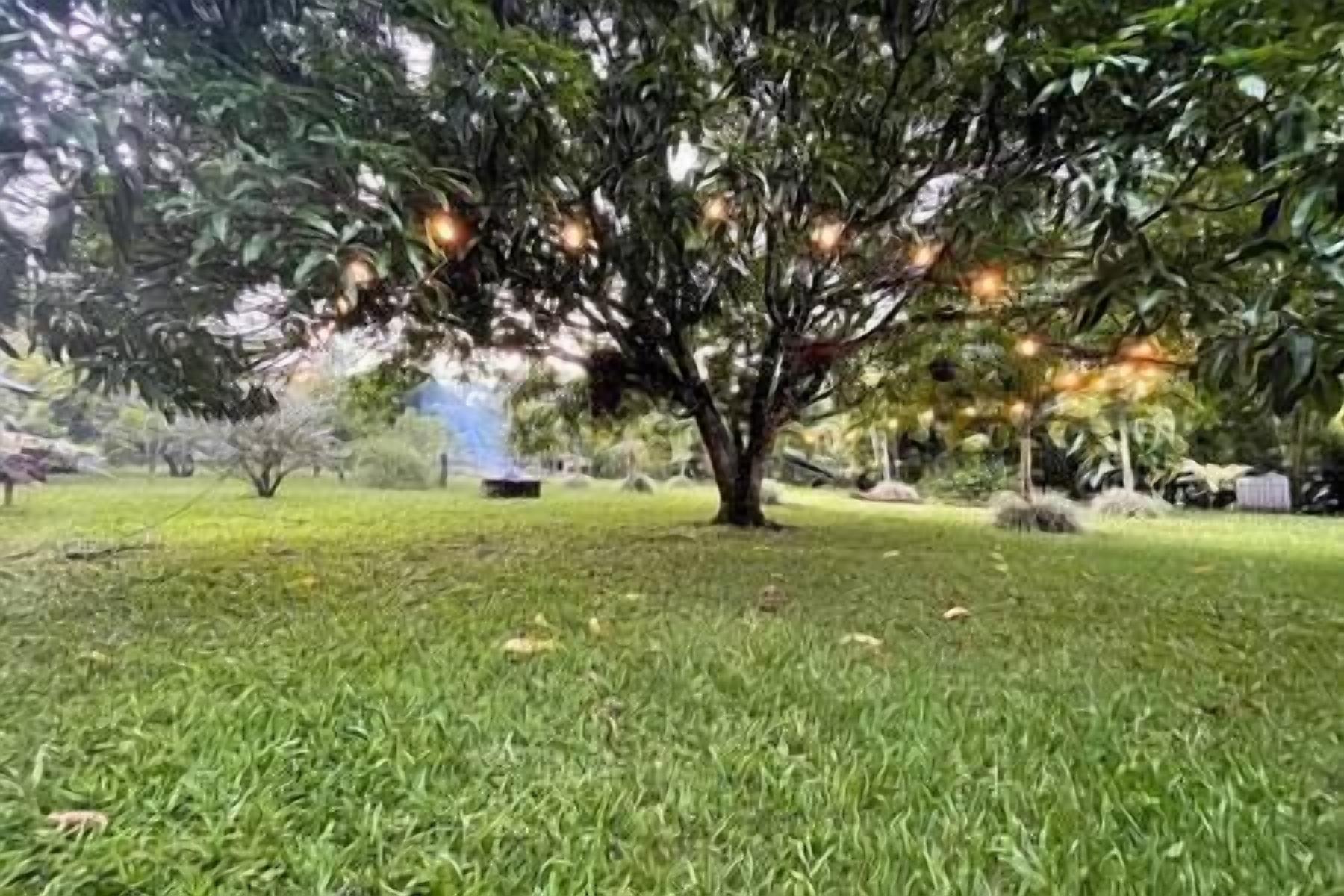 Un árbol con un césped bien cuidado al frente.