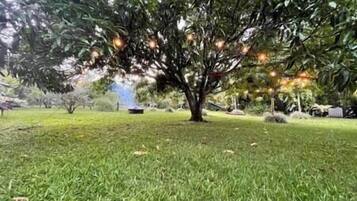 Un árbol con un césped bien cuidado al frente.