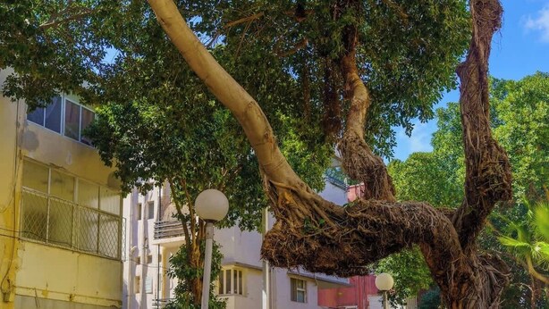 Un árbol con raíces gruesas y un dosel tupido, situado en un entorno urbano con edificios al fondo.