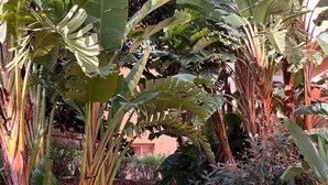 Ein Pfad, der von üppigen Bananenstauden und anderer Vegetation gesäumt wird und zu einem Gebäude mit roten Ziegeldach führt.