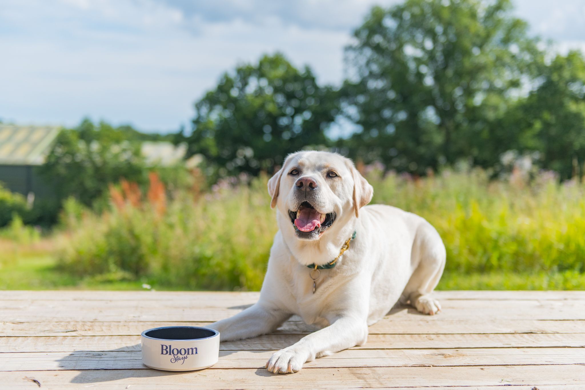 Een hond ligt op een houten terras met een bak voer.