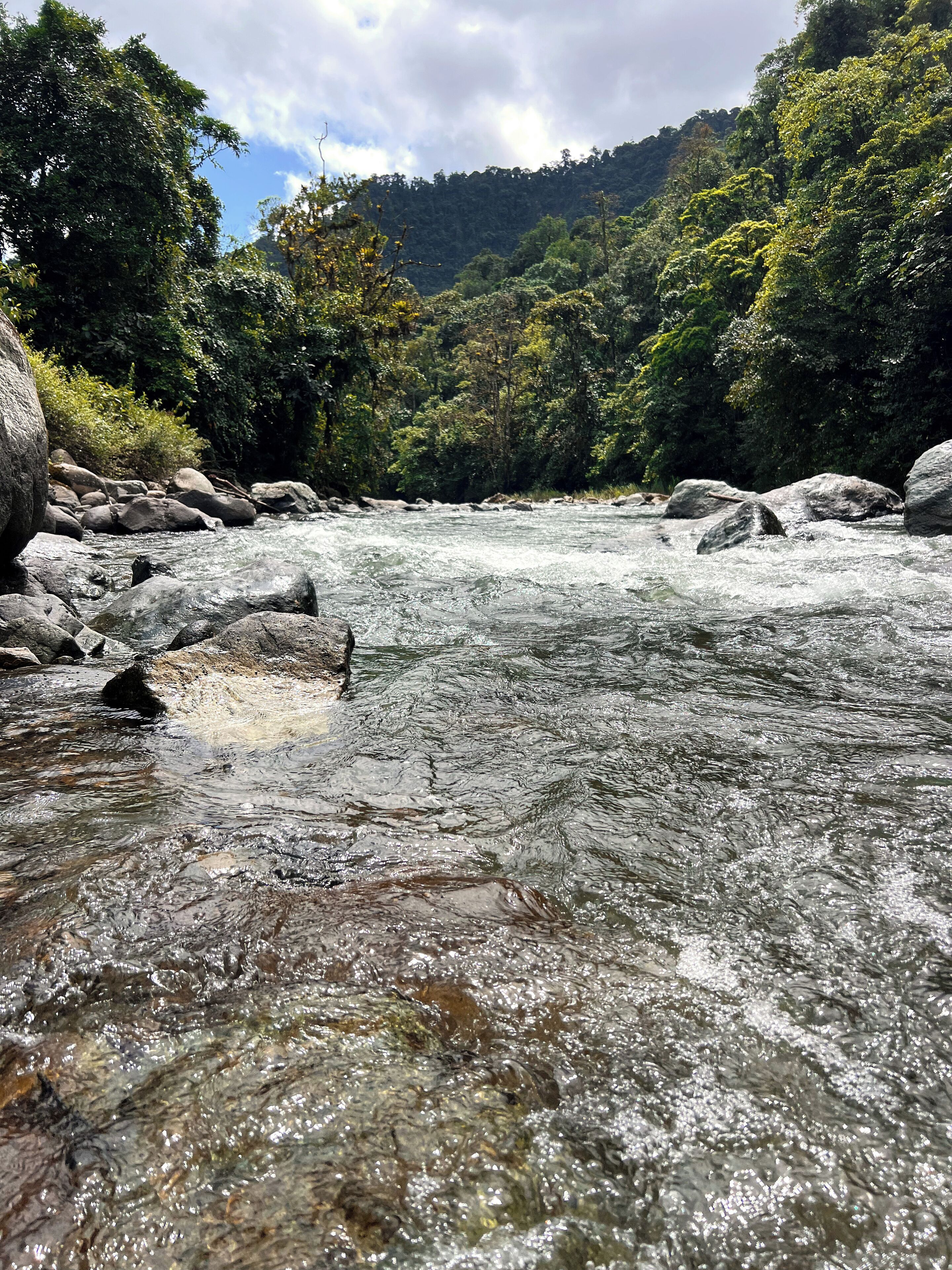 Ein Fluss fließt durch ein bewaldetes Gebiet mit Steinen und Bäumen.