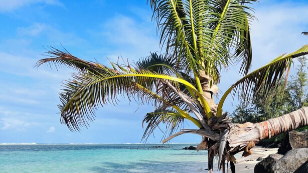 A beach with clear turquoise water, a sandy shore, and a palm tree. - Charming beach apartment - 5 minutes from Pereybere beach (pereybere)