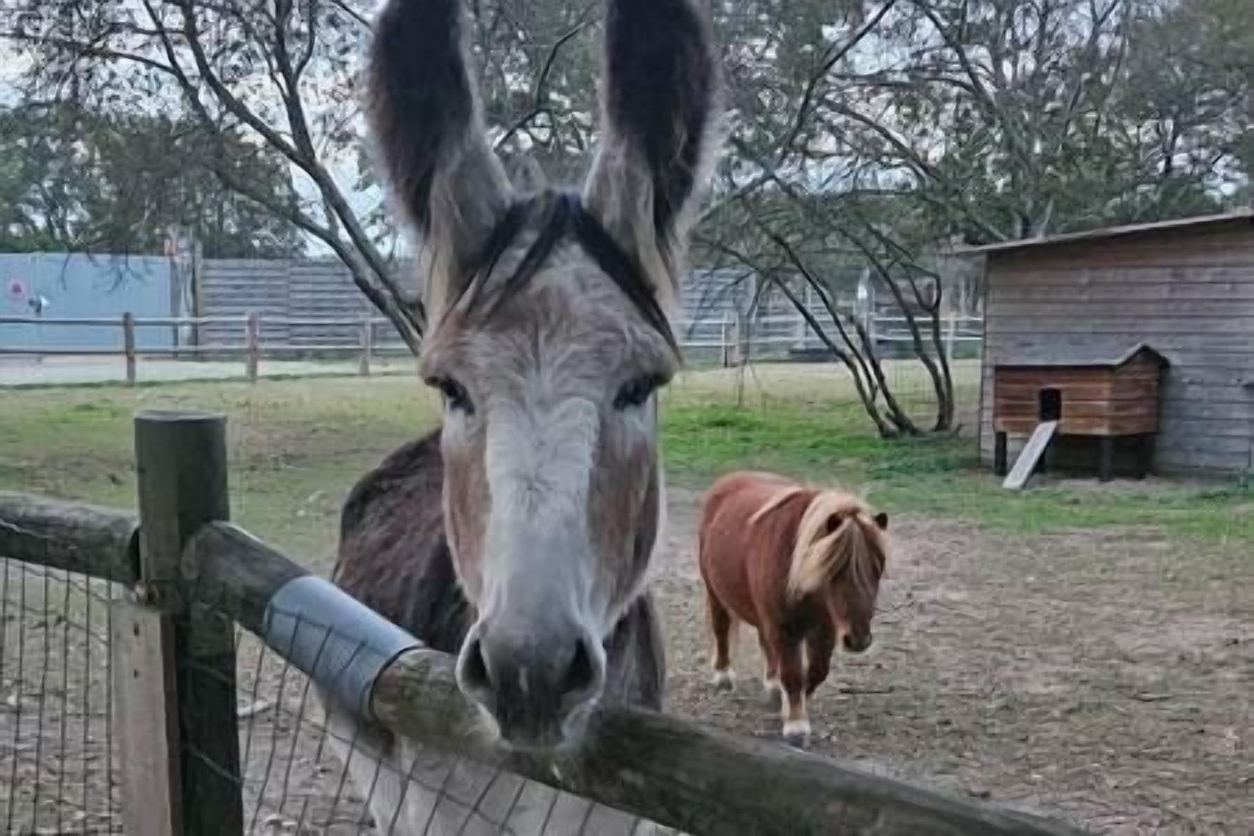 Un âne et un cheval se trouvent dans un espace clos, avec une structure en bois en arrière-plan.