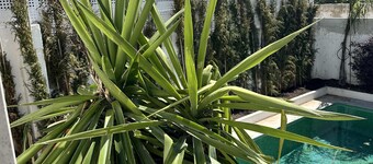 Sunshine Guesthouses in Azeitao and Algarve