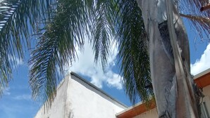 A white building with a staircase leading to a door, surrounded by palm trees and potted plants. - DepartamentoLaCascada (Termas de Rio Hondo)