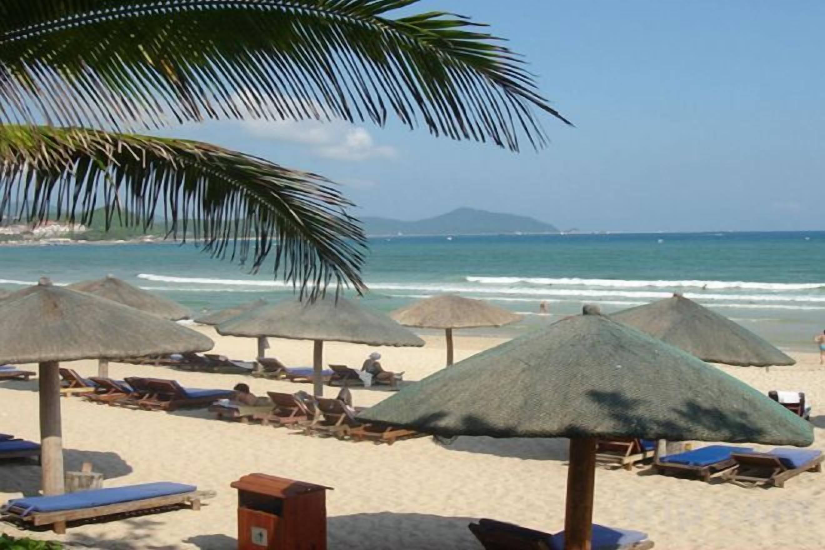 Una playa con sombrillas y sillas de descanso, una palmera y el océano.