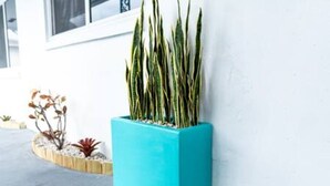 A rectangular planter with a plant against a white wall. - Zebra House Oasis, Ultimate Ft. Lauderdale Studio (Oakland Park)