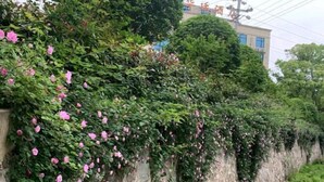 Unclassified image, 5 of 57, button - Yu Shan Hua Ting Holiday Hotel (Pingjiang)