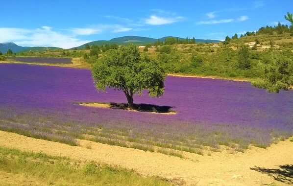 A field of purple flowers with a single tree in the center, surrounded by a hilly landscape.