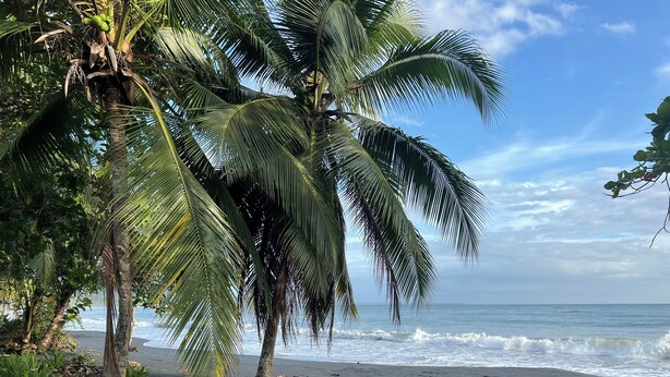 A beach with palm trees, a dog, and the ocean. - MONKEY VIEW: Relaxed Quiet Secure Get Away from the Pto Viejo party + Location!  (Puerto Viejo de Talamanca)