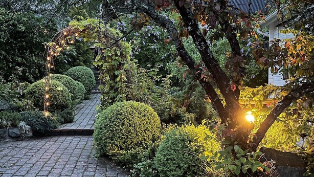 Un camino empedrado en un jardín, con arbustos bien recortados y un árbol con luces colgantes.