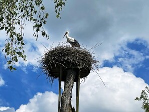 A stork standing on a nest atop a wooden structure. - 4 Person Holiday Home in Lovestad (Lövestad)