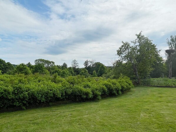 Un champ herbeux, avec une végétation arbustive dense et des arbres en arrière-plan.