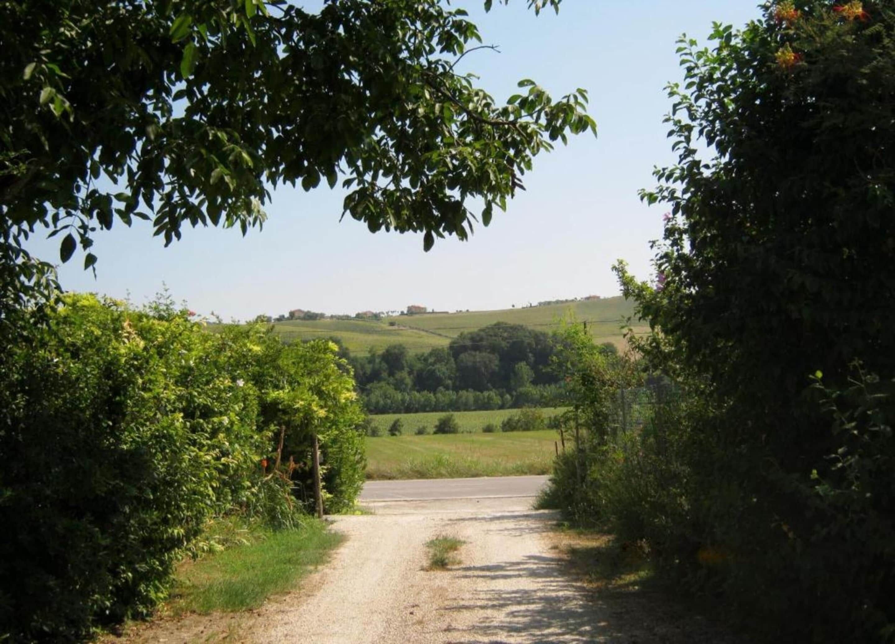 Un camino rural serpentea por el campo, entre campos verdes y árboles.