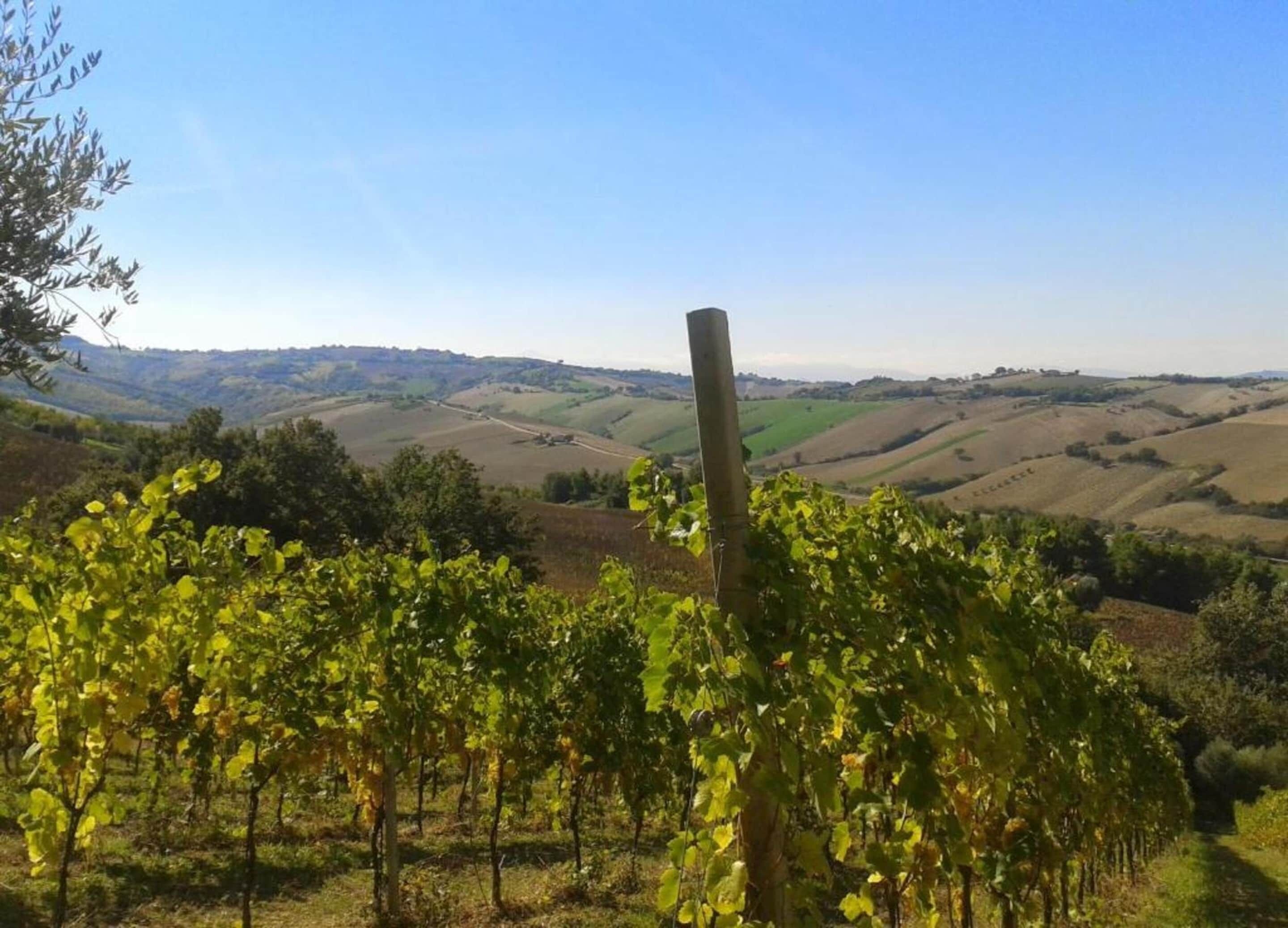 Ein Weinberg mit Reihen von Reben und freiem Blick auf sanfte Hügel im Hintergrund.