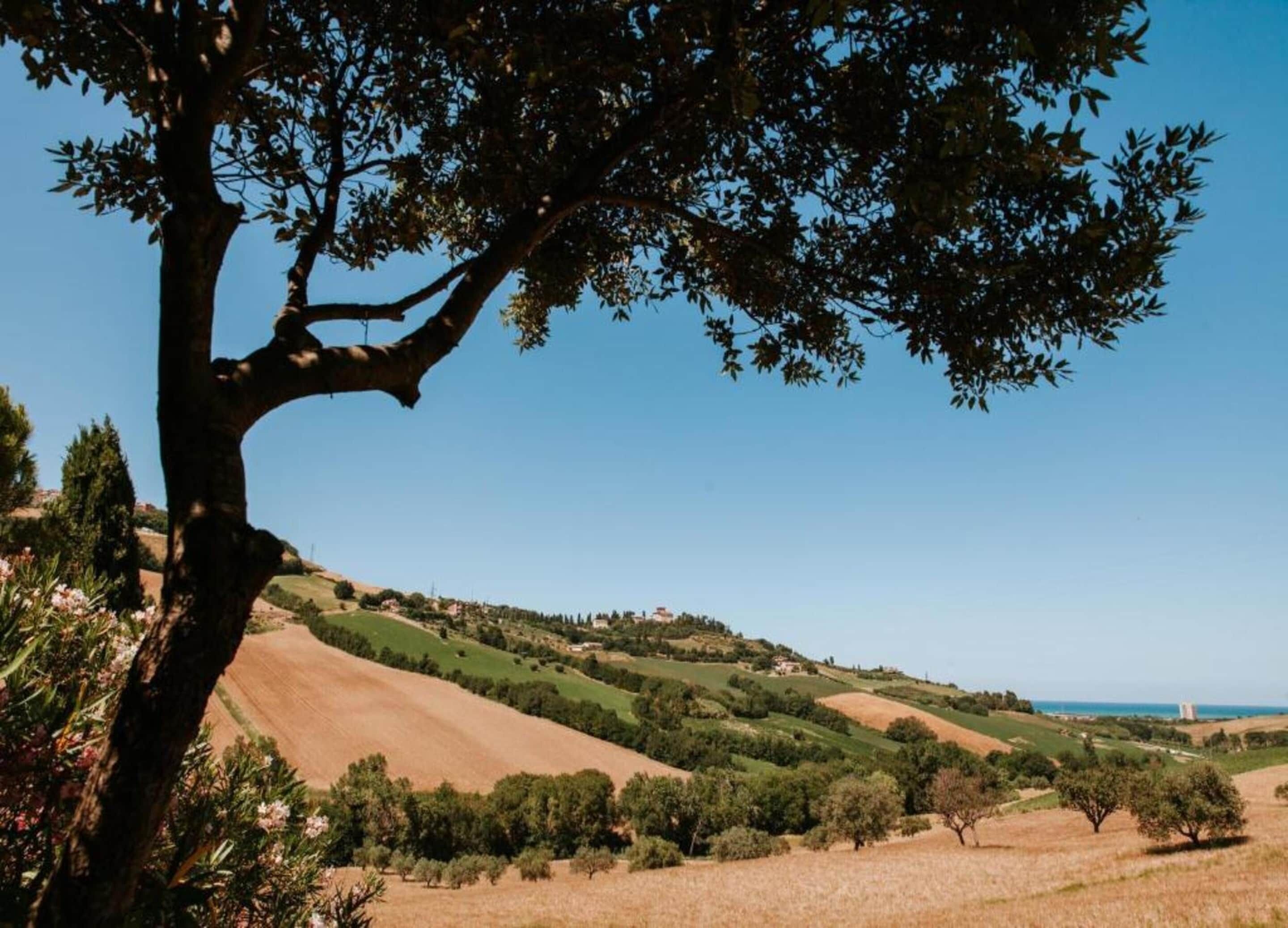 A landscape with rolling hills, a prominent tree, and a distant view of the sea.