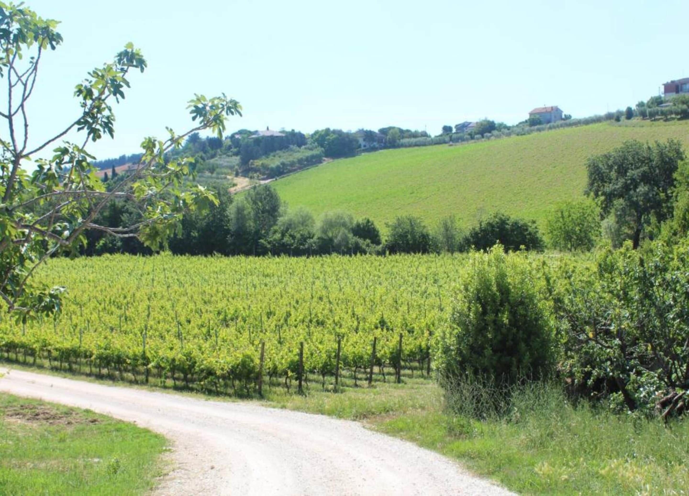 A vineyard with rows of grapevines and a dirt road leading through it.