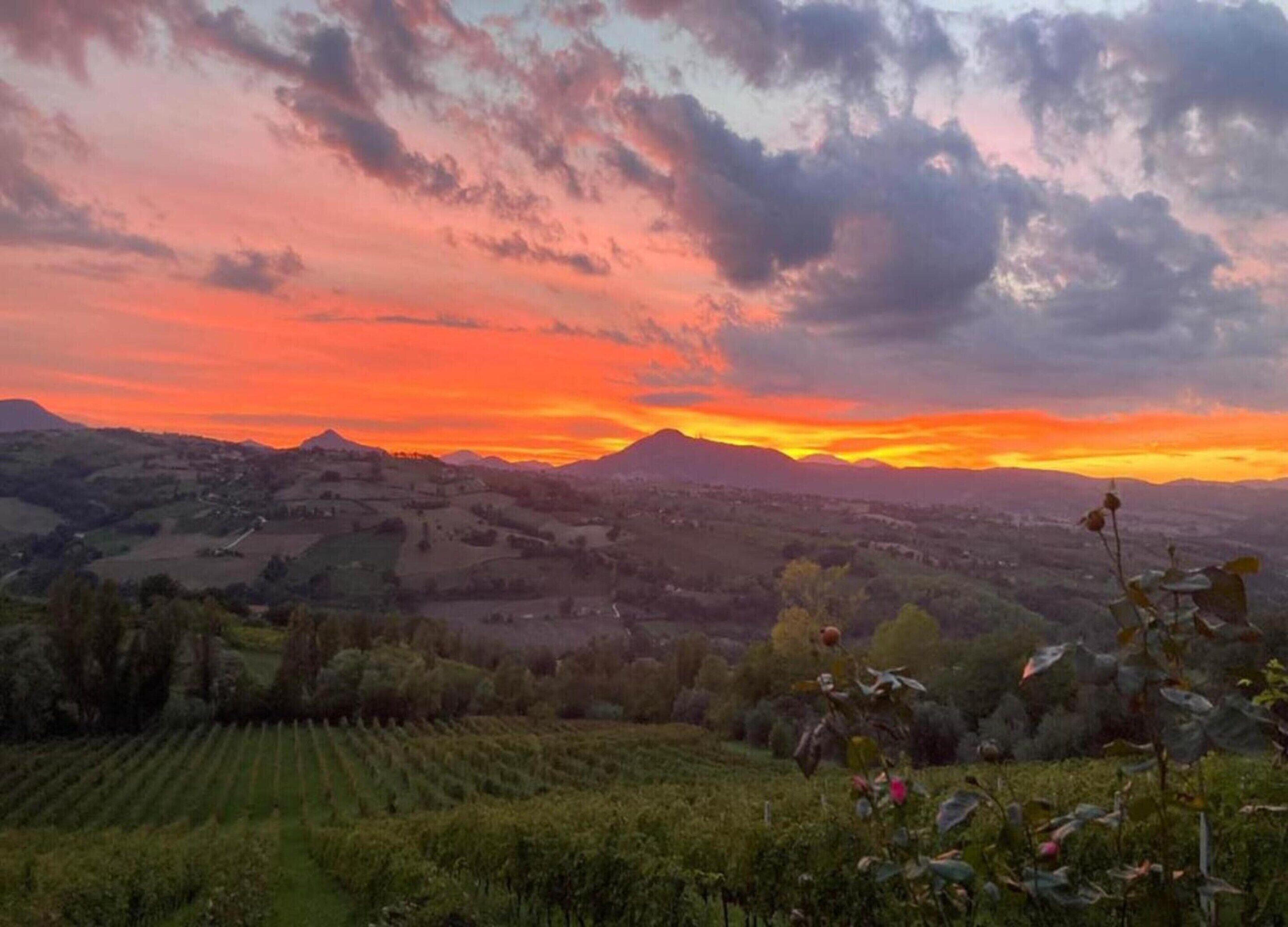 A vineyard landscape with rolling hills and a sunset sky.